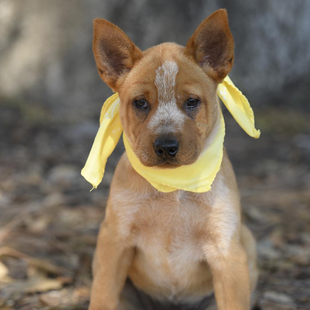 River, Adoptable, Puppy Female Australian Shepherd & Shar-Pei.