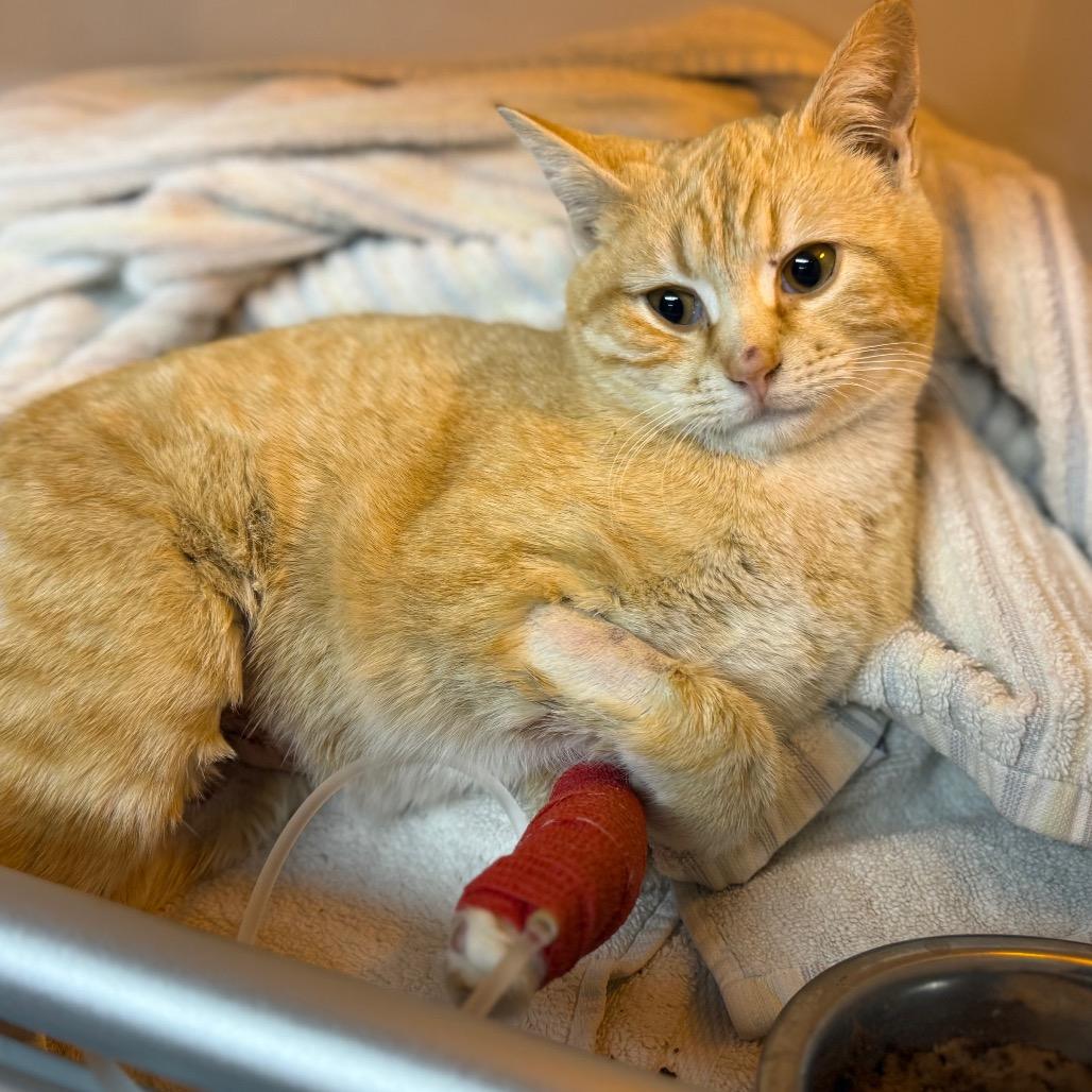 Enlarge Cuba, a Adoptable Domestic Short Hair in Pauls Valley, OK image 1/2