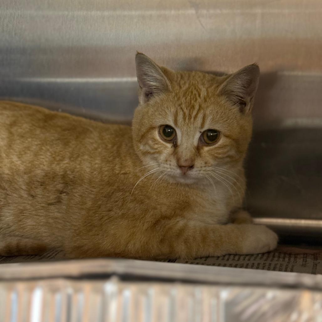 Enlarge Cuba, a Adoptable Domestic Short Hair in Pauls Valley, OK image 2/2