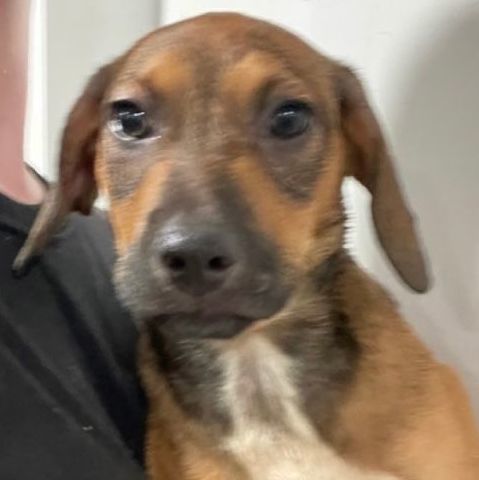 Enlarge Angelica, a Adoptable mixed breed in Lindenhurst, NY image 4/5