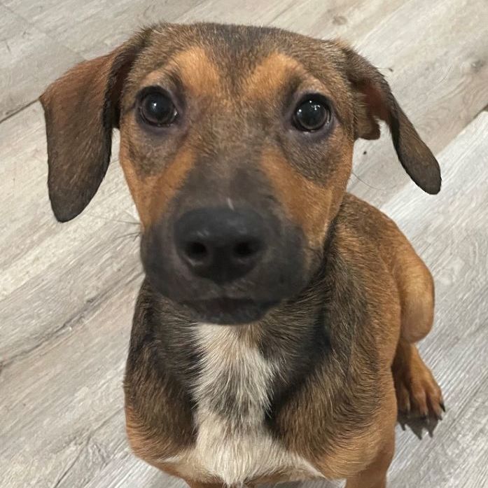 Enlarge Angelica, a Adoptable mixed breed in Lindenhurst, NY image 5/5