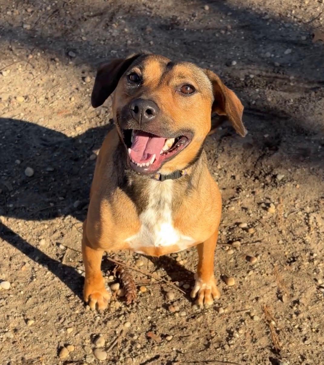 Enlarge Angelica, a Adoptable mixed breed in Lindenhurst, NY image 1/5