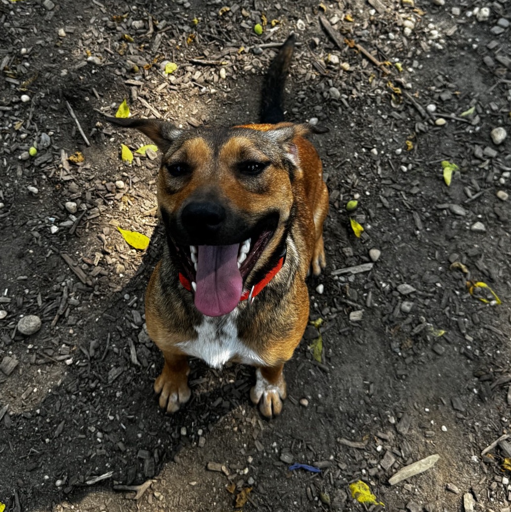 Enlarge Angelica, a Adoptable mixed breed in Lindenhurst, NY image 3/5