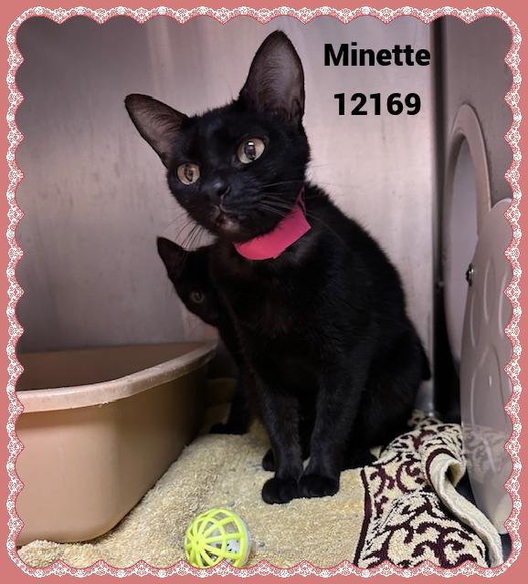 MINETTE
