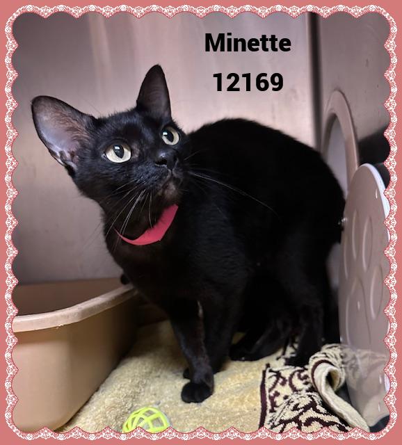 MINETTE