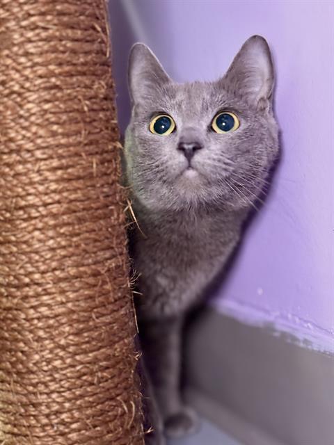 Enlarge VALISE, a Adoptable Domestic Short Hair in Fort Walton Beach, FL image 1/1
