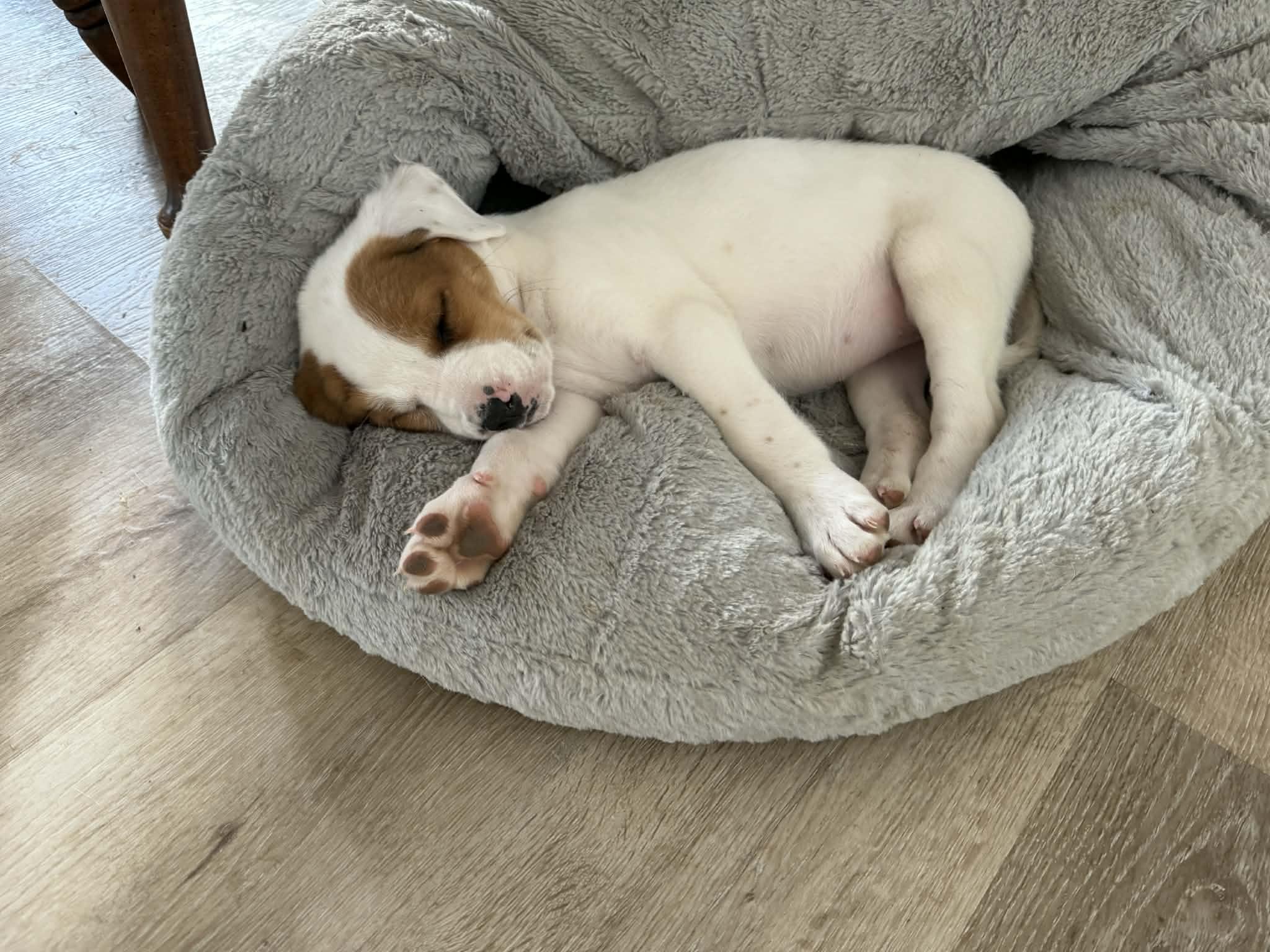 Enlarge Opal, a ADOPTABLE mixed breed in HONEY BROOK, PA image 5/6