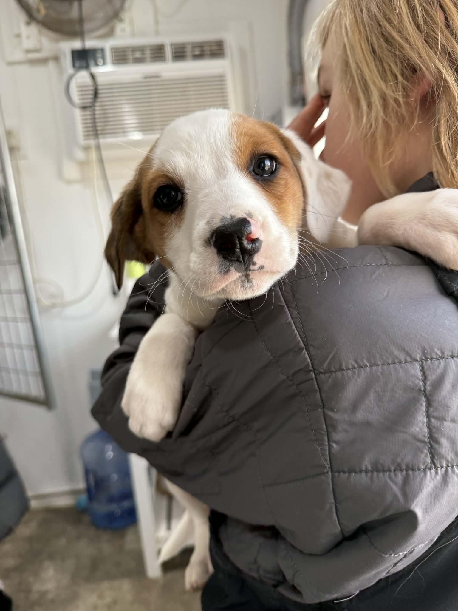 Enlarge Opal, a ADOPTABLE mixed breed in HONEY BROOK, PA image 4/6