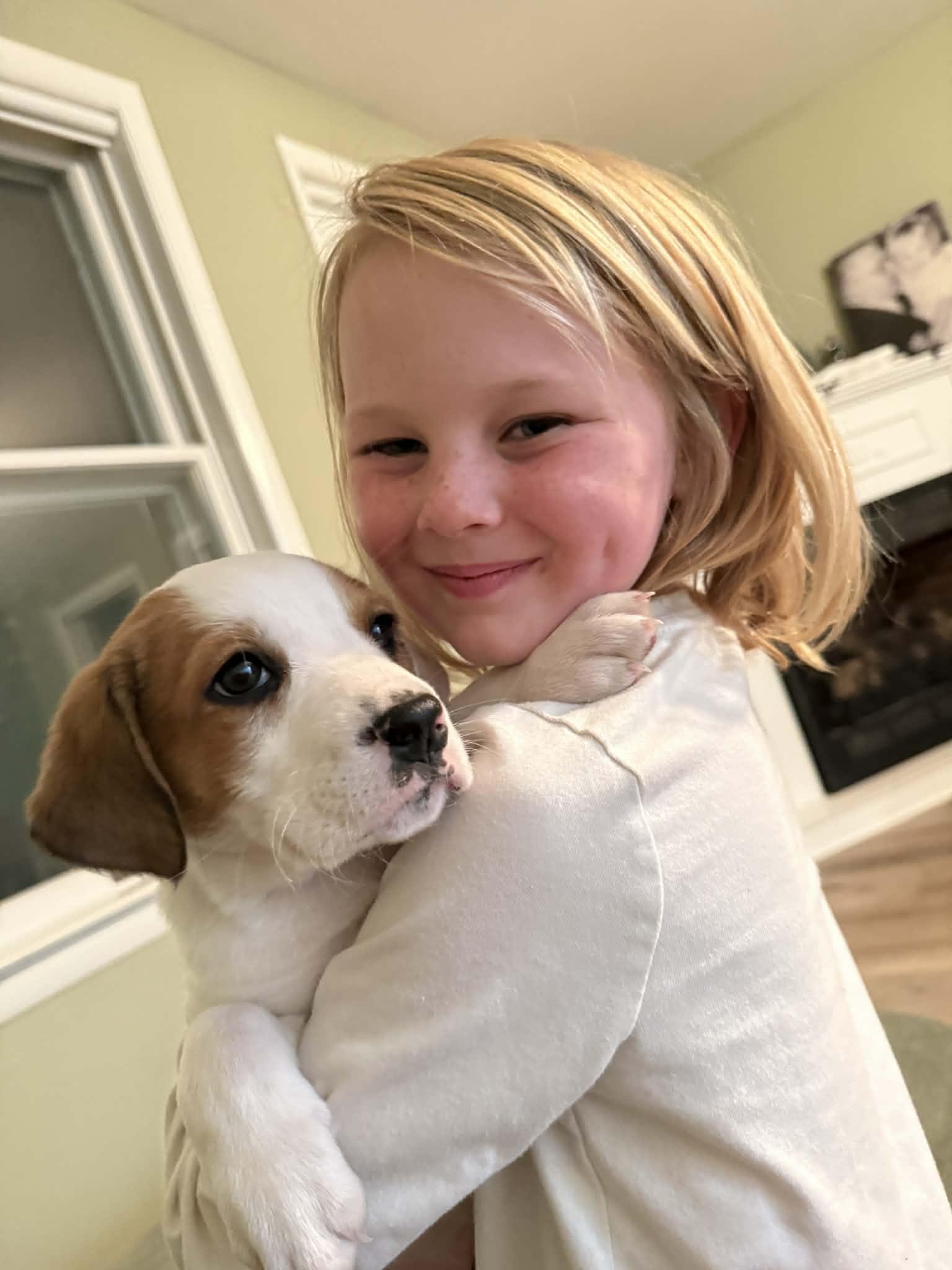 Opal, ADOPTABLE, Puppy Female English Coonhound.