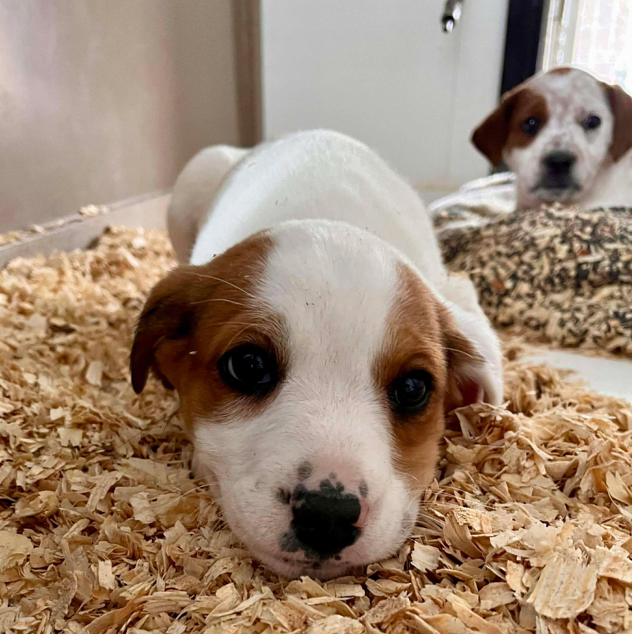 Enlarge Opal, a ADOPTABLE mixed breed in HONEY BROOK, PA image 2/6