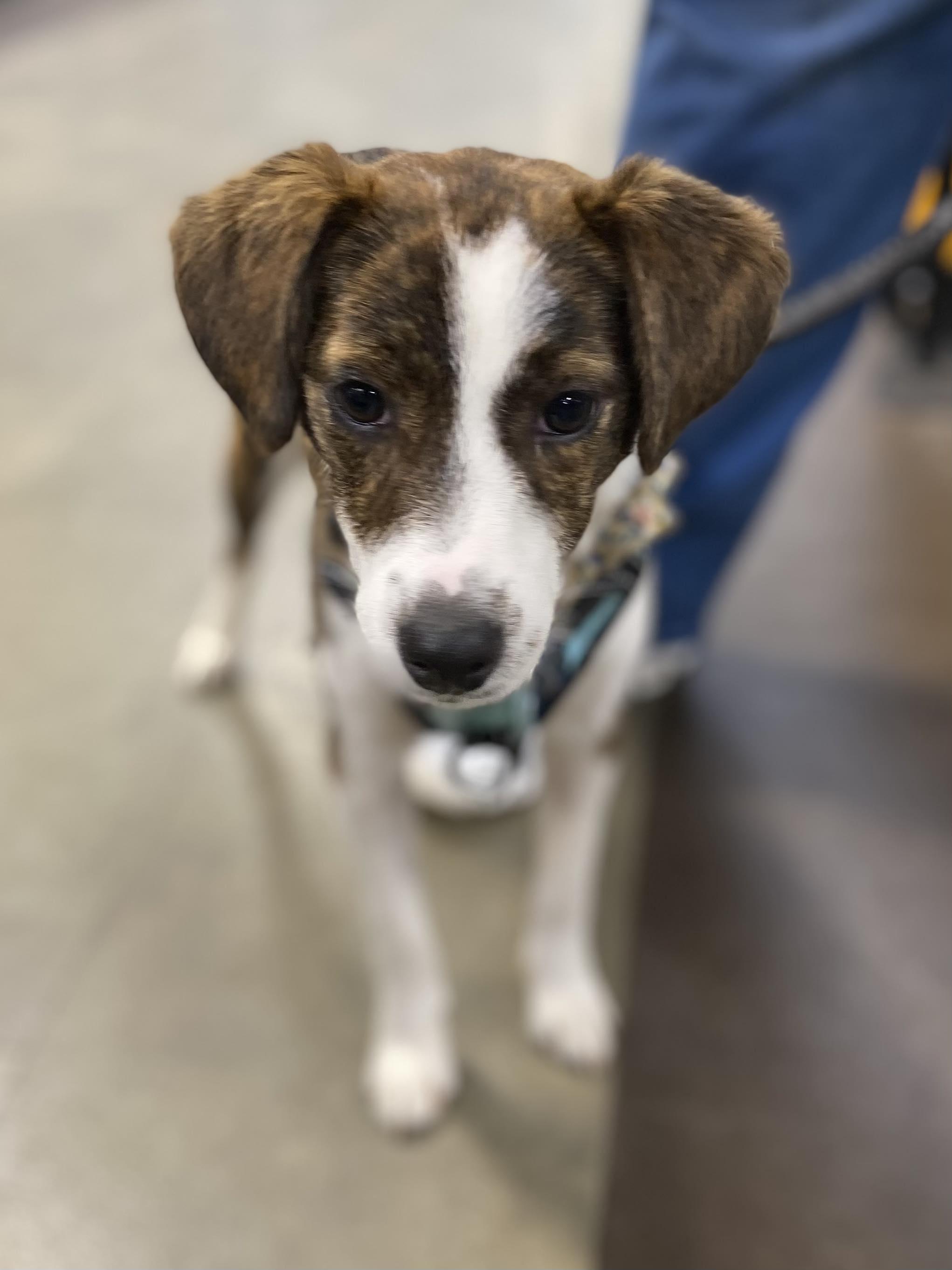 Enlarge Eleanor (IN FOSTER), a ADOPTABLE mixed breed in Joliet, IL image 1/2