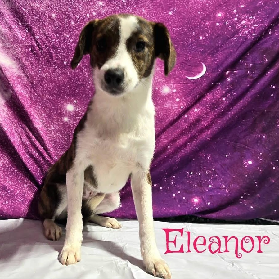 Eleanor, ADOPTABLE, Puppy Female Mixed Breed.