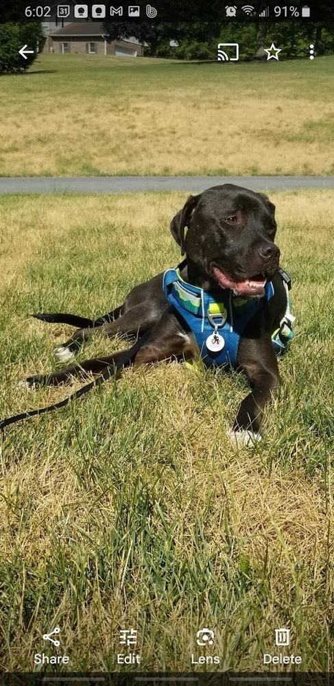 Maurice - Beauty and the Beast litter, Adoptable, Adult Male Pit Bull Terrier & Labrador Retriever.