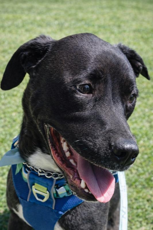 Enlarge Maurice - Beauty and the Beast litter, a Adoptable mixed breed in Lancaster, PA image 1/5