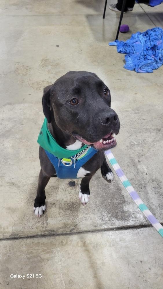 Enlarge Maurice - Beauty and the Beast litter, a Adoptable mixed breed in Lancaster, PA image 5/5