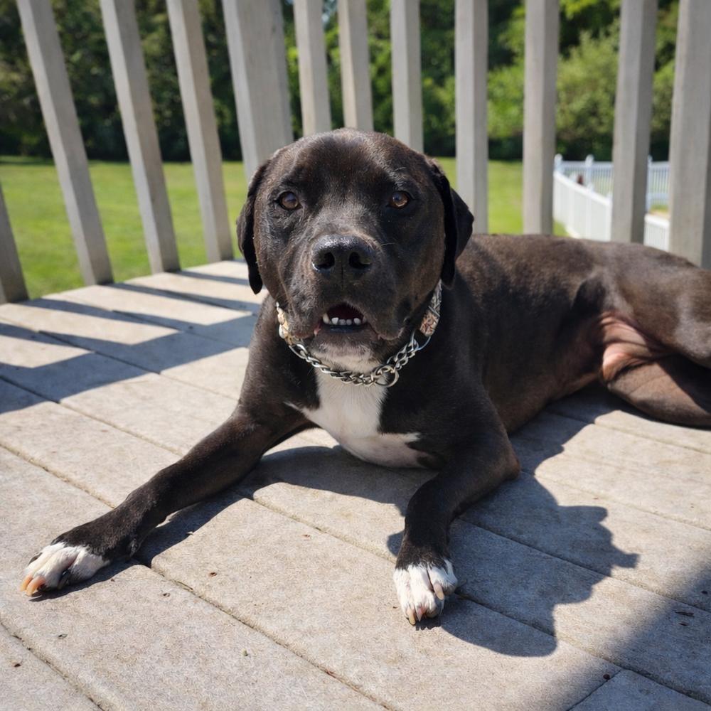 Enlarge Maurice - Beauty and the Beast litter, a Adoptable mixed breed in Lancaster, PA image 2/5