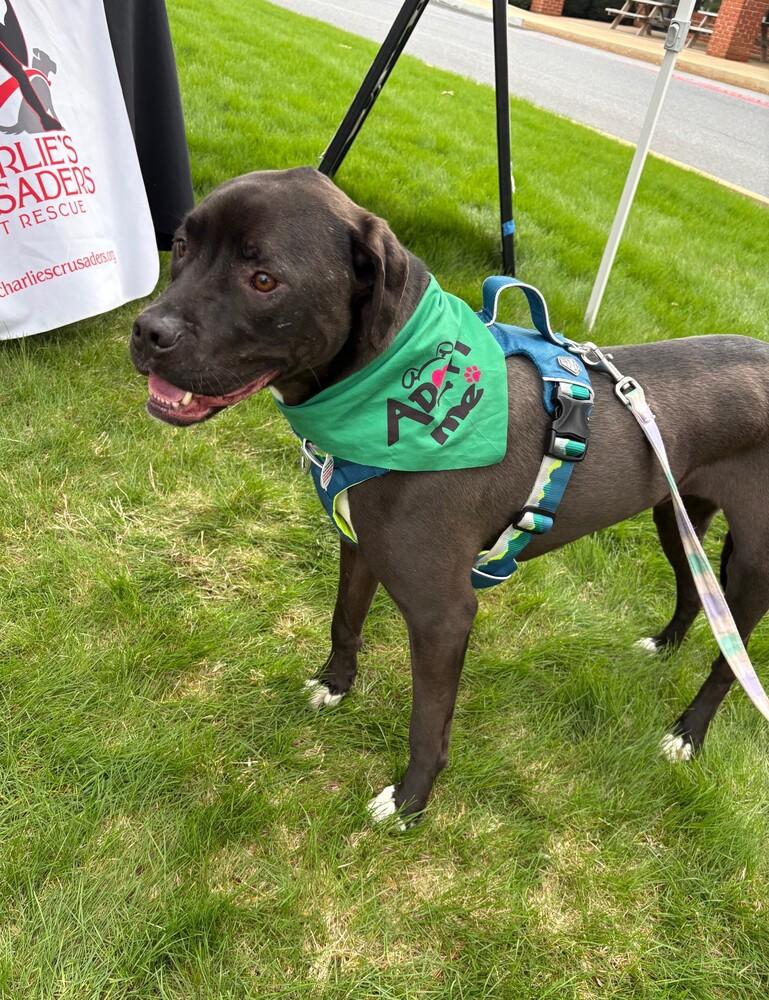 Enlarge Maurice - Beauty and the Beast litter, a Adoptable mixed breed in Lancaster, PA image 3/5