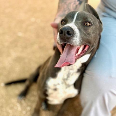 Enlarge Barnaby, a Adoptable mixed breed in Fredericksburg, TX image 1/6