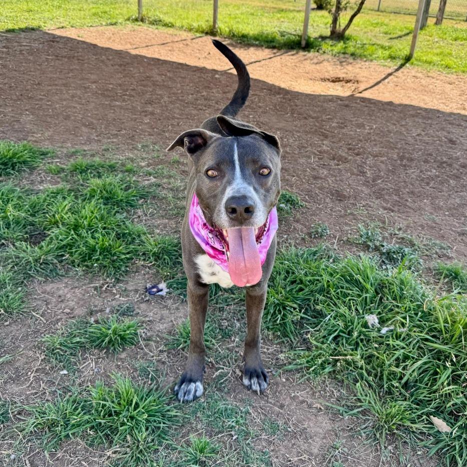 Enlarge Barnaby, a Adoptable mixed breed in Fredericksburg, TX image 2/6