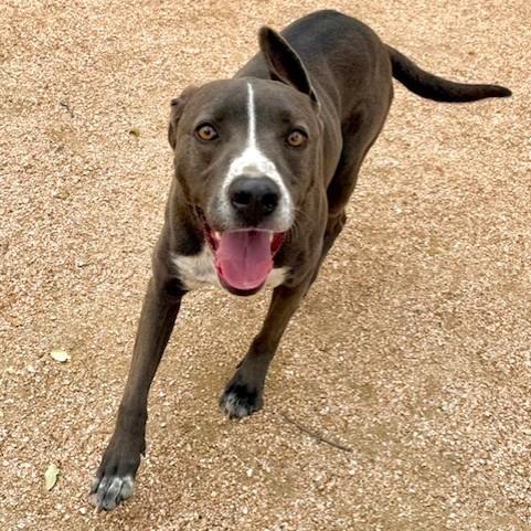 Enlarge Barnaby, a Adoptable mixed breed in Fredericksburg, TX image 3/6