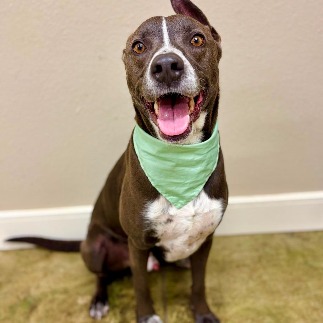 Barnaby, a Adoptable mixed breed in Fredericksburg, TX image 4/6
