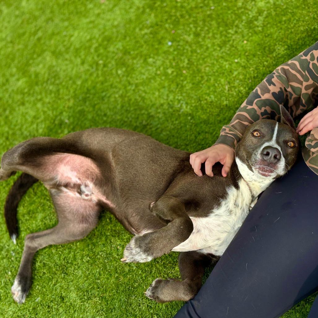 Enlarge Barnaby, a Adoptable mixed breed in Fredericksburg, TX image 4/6