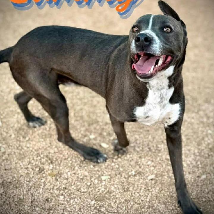 Enlarge Barnaby, a Adoptable mixed breed in Fredericksburg, TX image 5/6