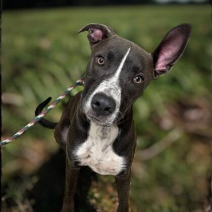 Enlarge Barnaby, a Adoptable mixed breed in Fredericksburg, TX image 6/6