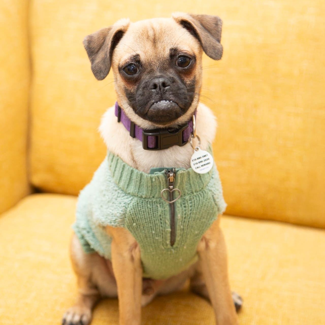 Jax, ADOPTABLE, Puppy Male Pug & Puggle.