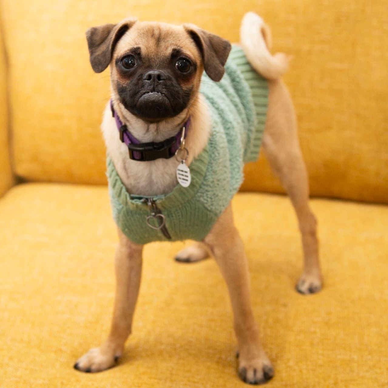 Jax, a ADOPTABLE mixed breed in Santa Monica, CA image 2/5