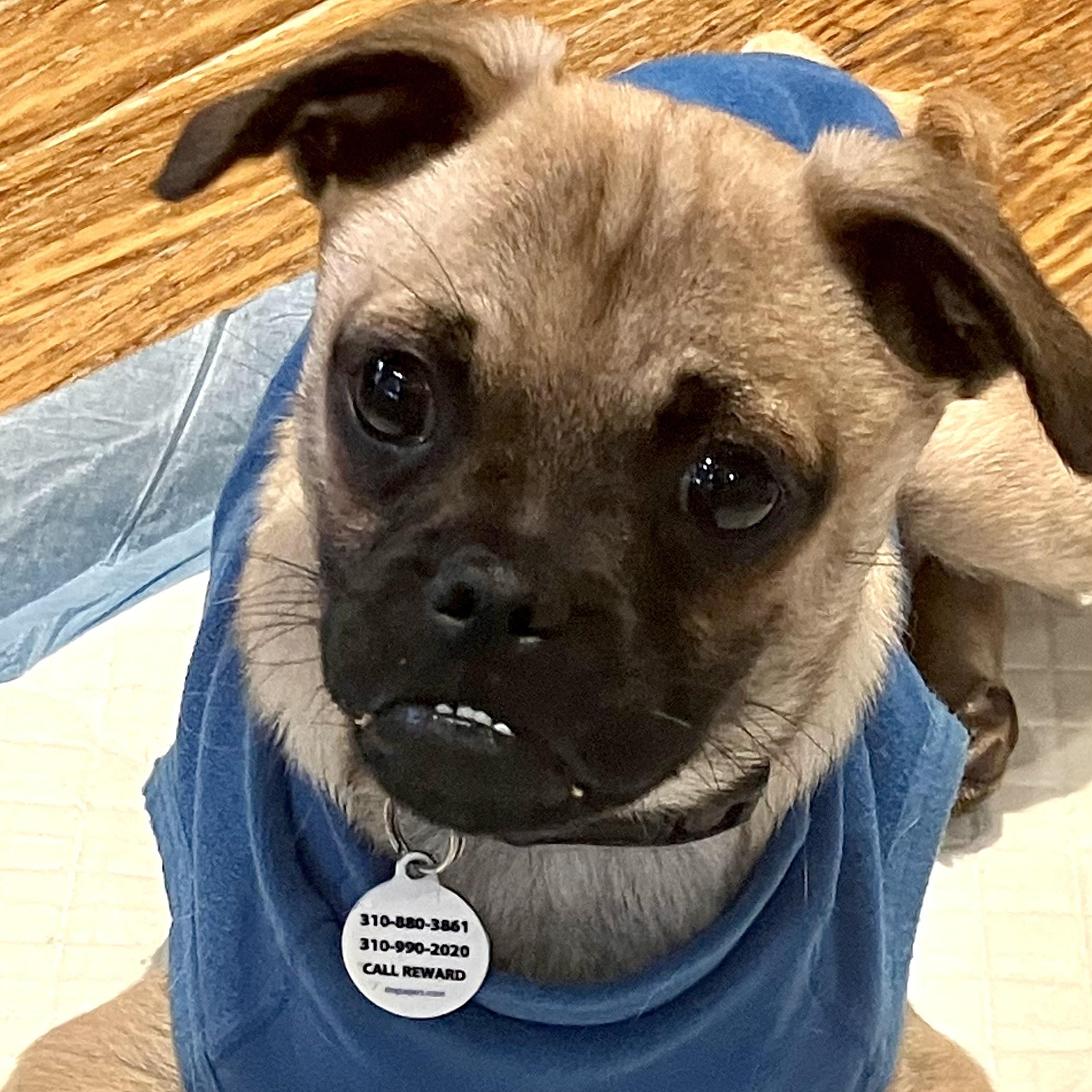 Jax, a ADOPTABLE mixed breed in Santa Monica, CA image 4/5