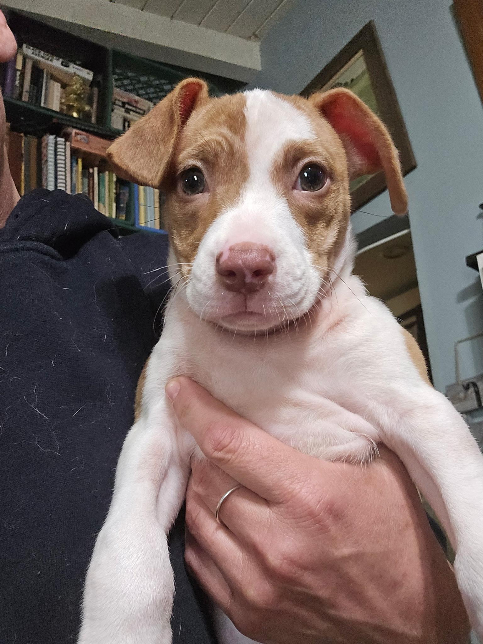 Enlarge Lovey, an adopted Chihuahua in Thousand Oaks, CA image 2/3