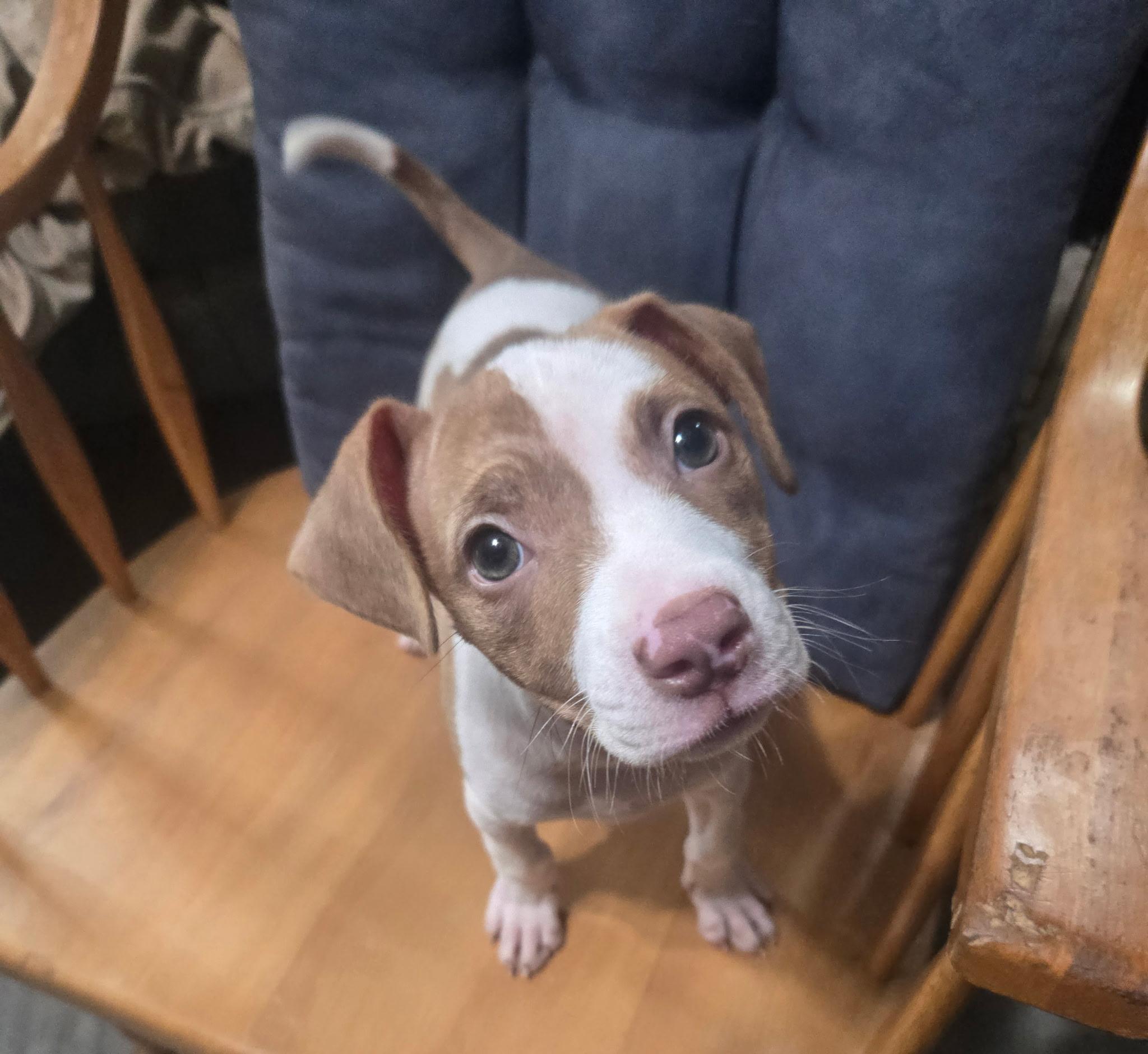 Enlarge Lovey, an adopted Chihuahua in Thousand Oaks, CA image 3/3