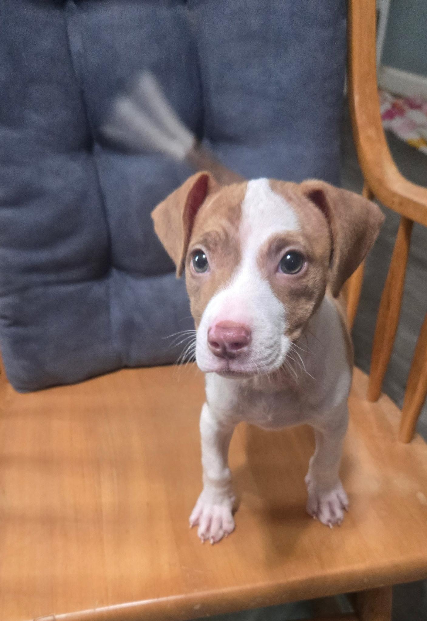 Lovey, adopted, Puppy Female Chihuahua.