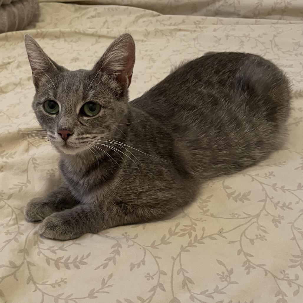 Charli, Adoptable, Young Female Domestic Short Hair.