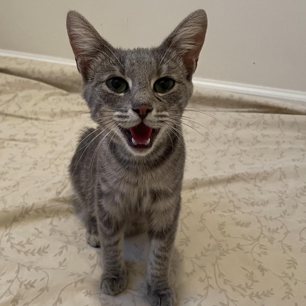 Enlarge Charli, a Adoptable Domestic Short Hair in Springboro, OH image 2/4