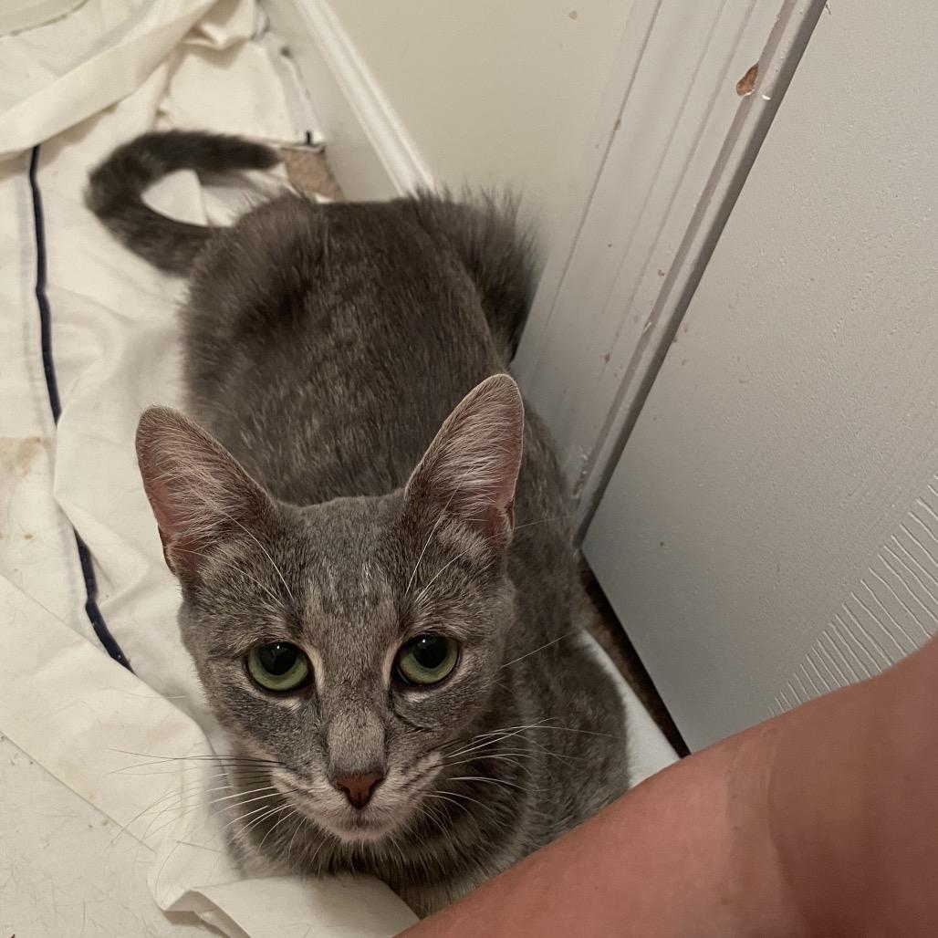 Enlarge Charli, a Adoptable Domestic Short Hair in Springboro, OH image 3/4