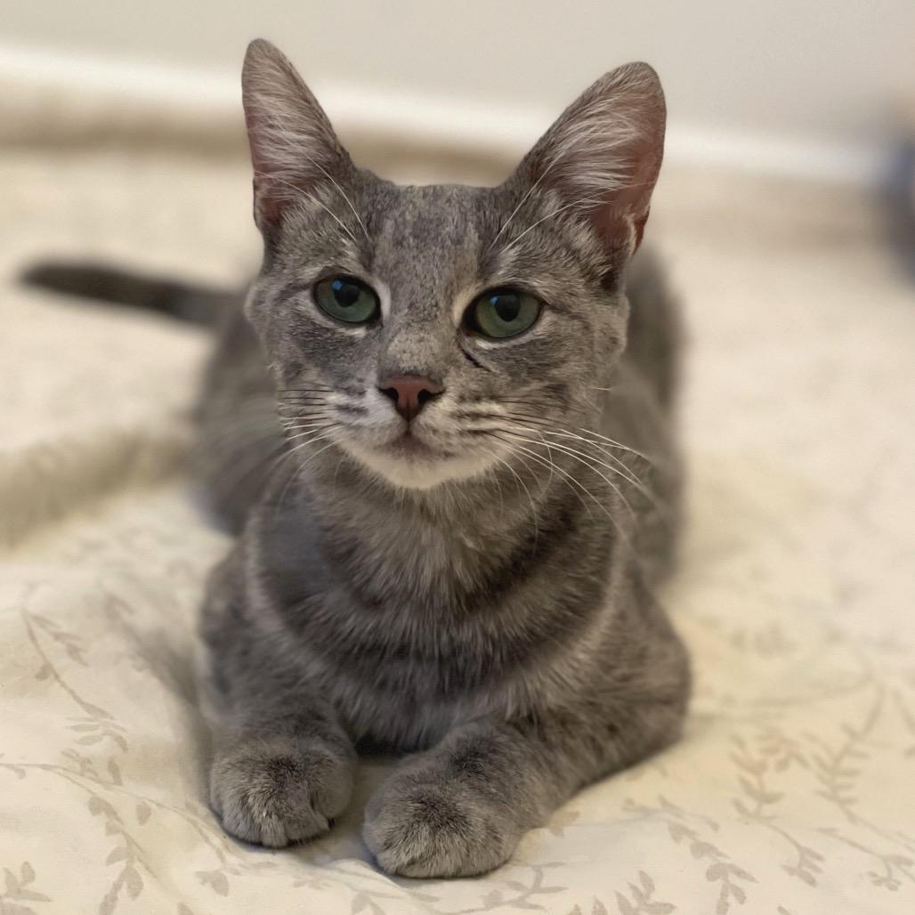 Enlarge Charli, a Adoptable Domestic Short Hair in Springboro, OH image 4/4