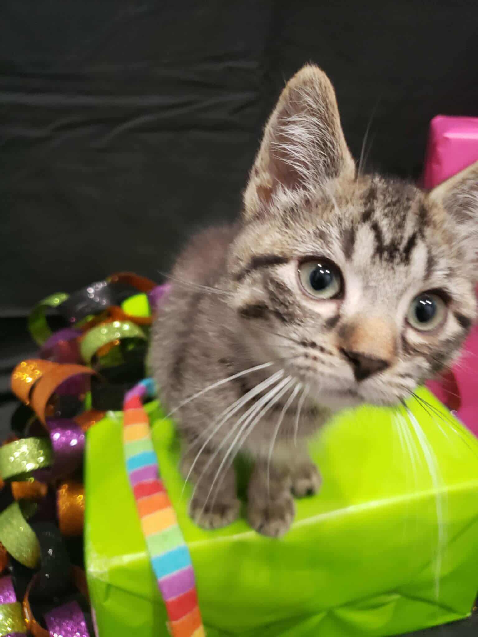 Enlarge Eleanor, a Adopted Domestic Short Hair in London, ON image 3/5