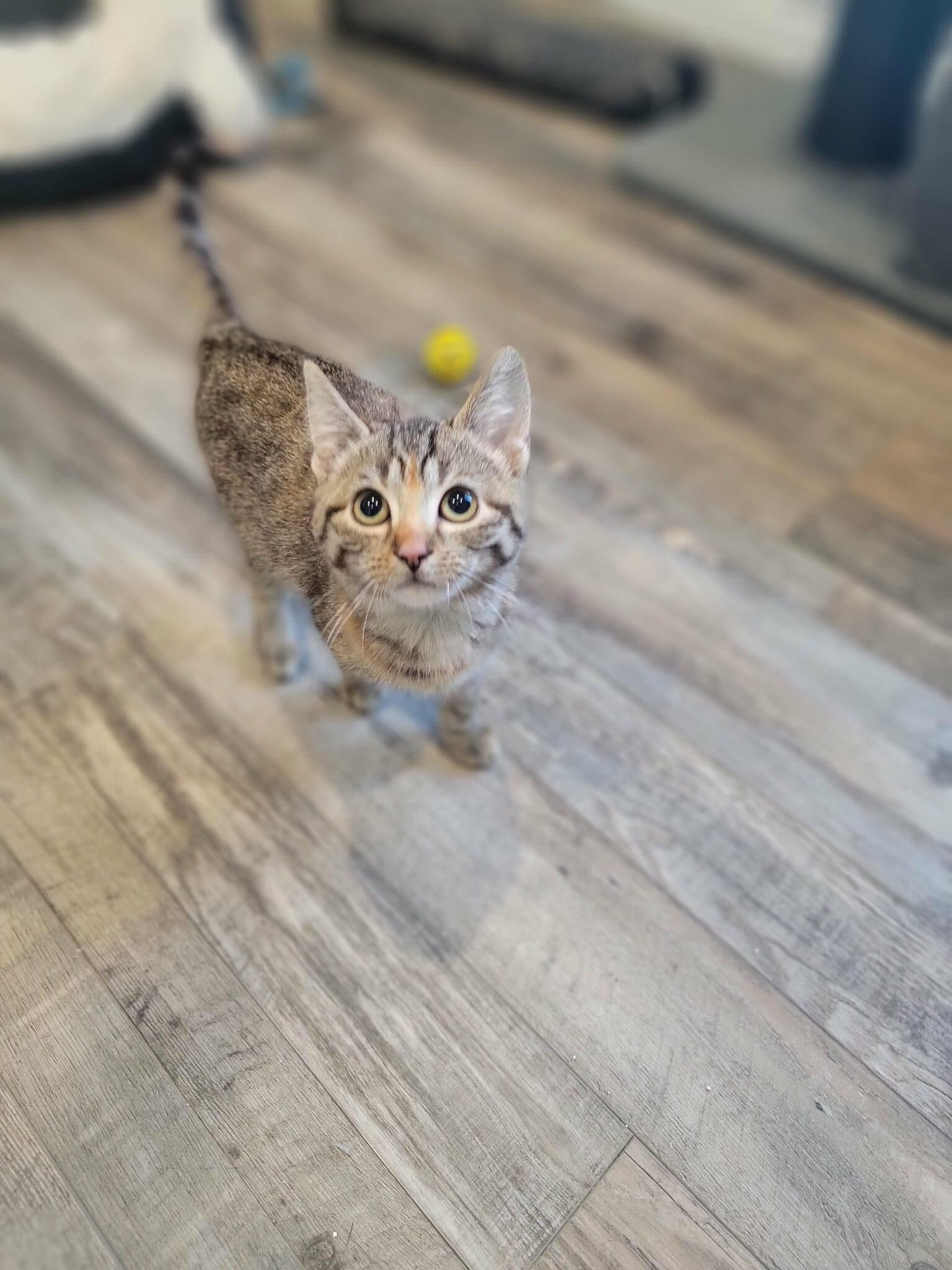 Enlarge Eleanor, a Adopted Domestic Short Hair in London, ON image 4/5