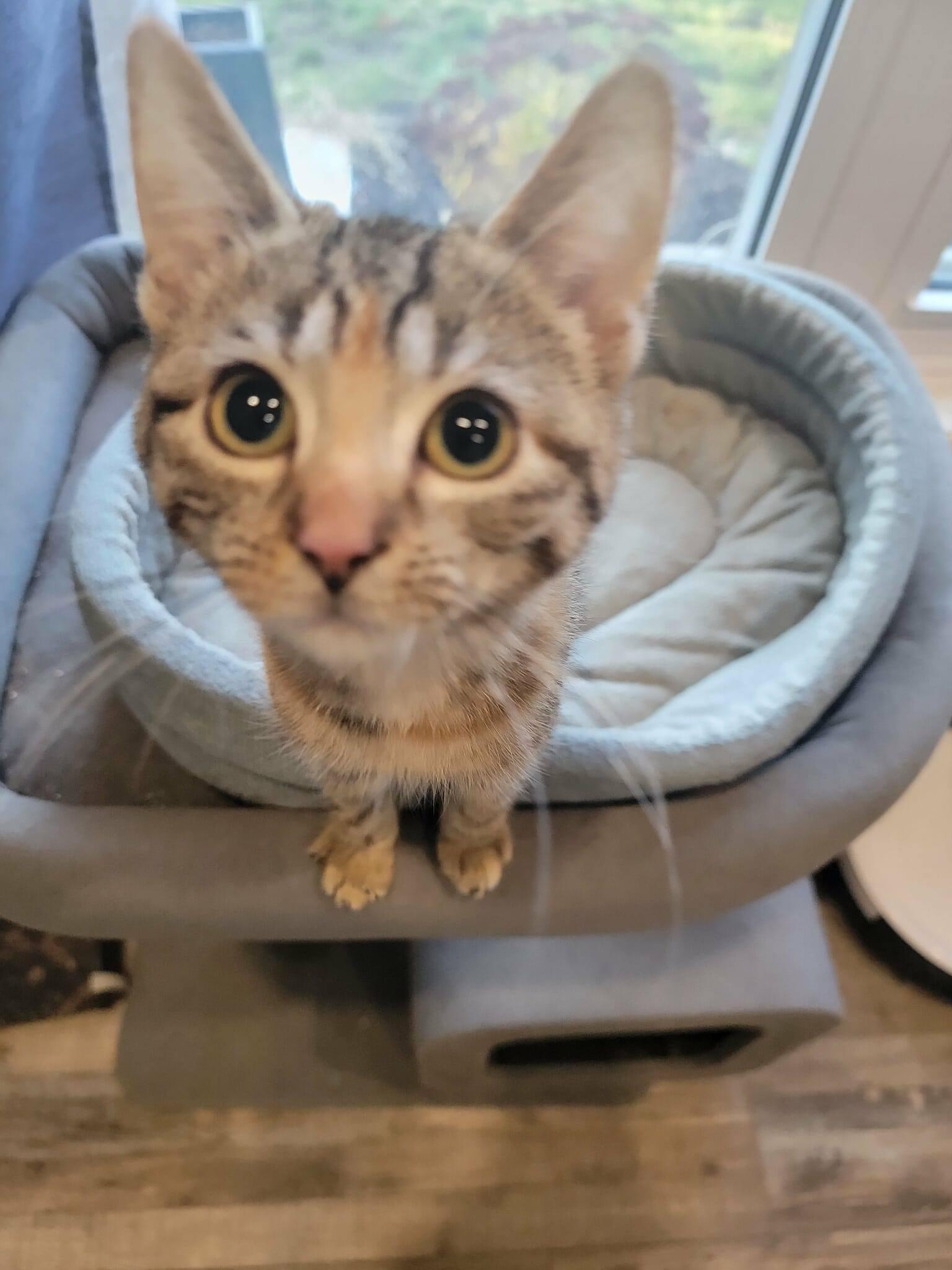 Enlarge Eleanor, a Adopted Domestic Short Hair in London, ON image 1/5