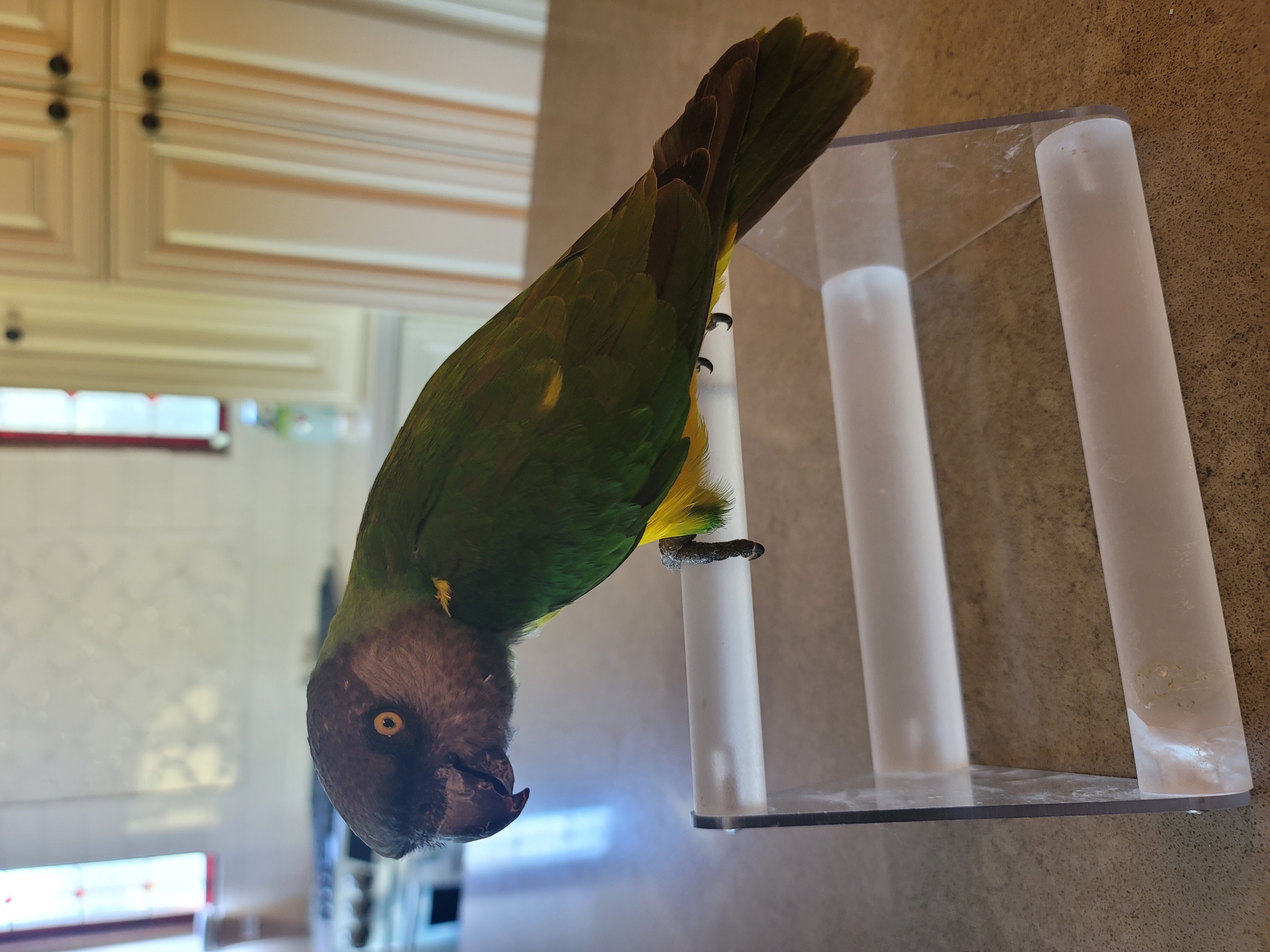 Chevy, Adult Male Poicephalus / Senegal