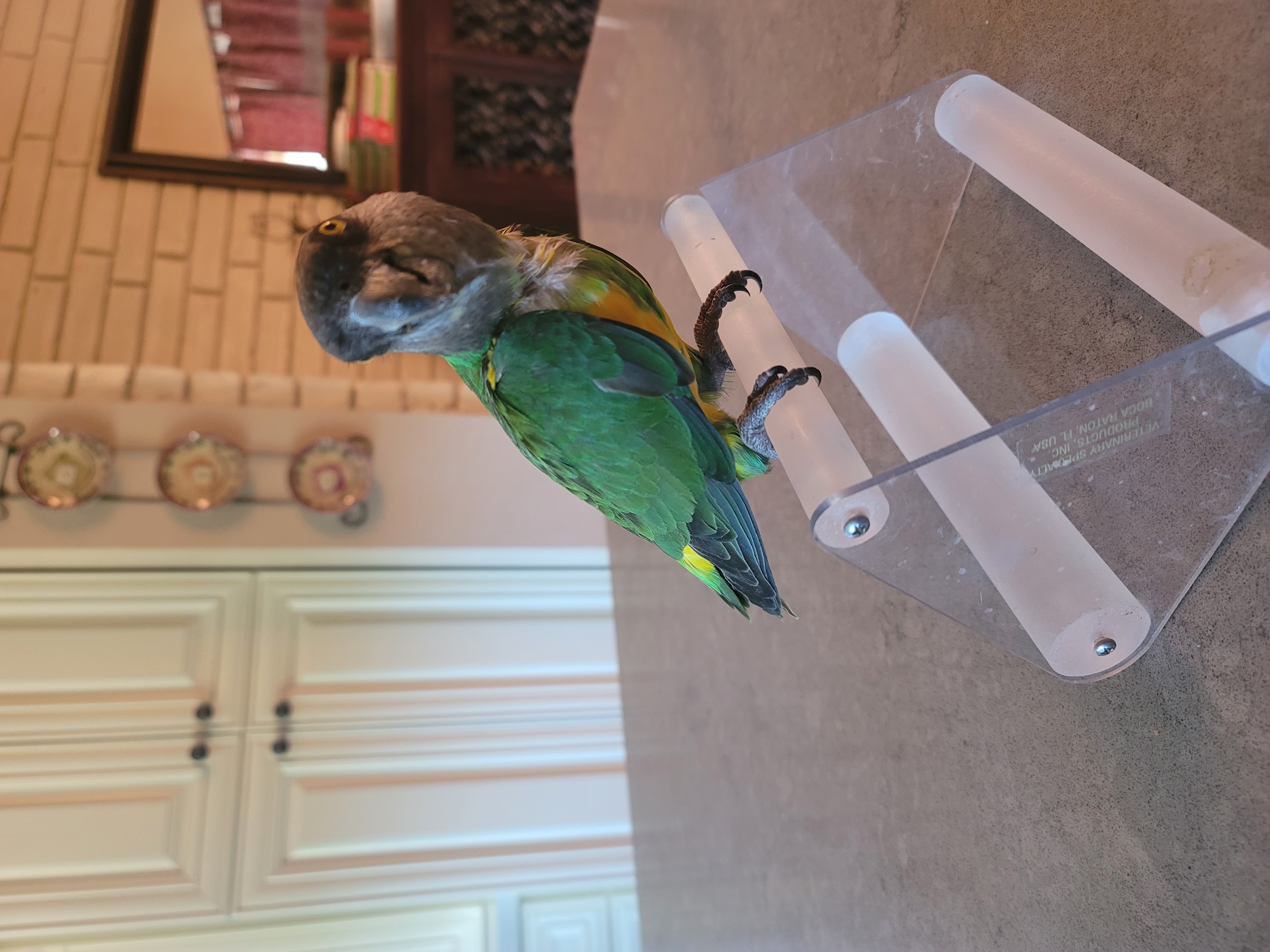 Enlarge Chevy, a Adoptable Poicephalus / Senegal in Redlands, CA image 2/3