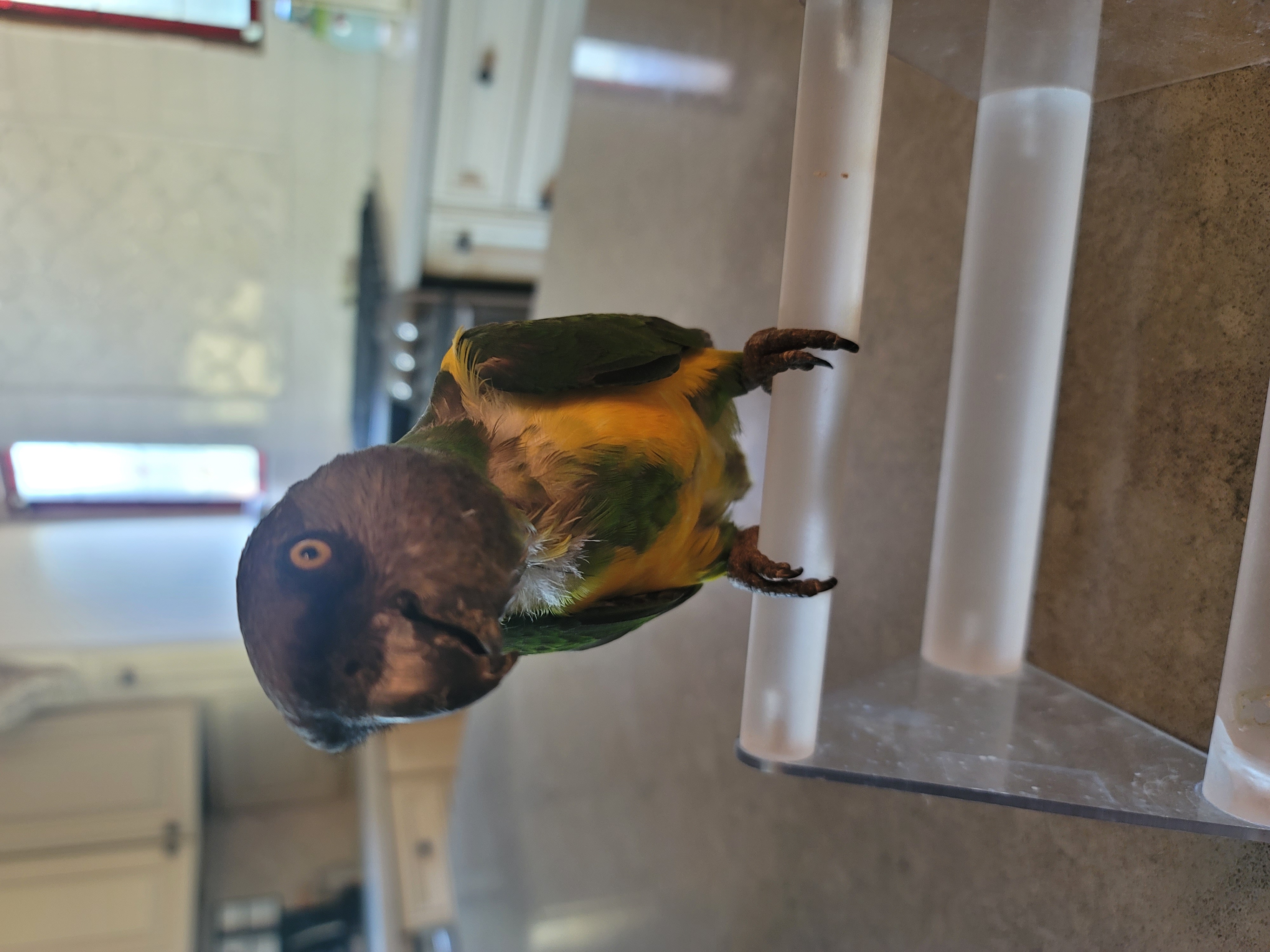 Enlarge Chevy, a Adoptable Poicephalus / Senegal in Redlands, CA image 3/3