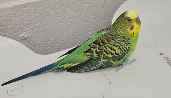 Enlarge Peabody, a Adoptable mixed breed in El Cajon, CA image 1/1