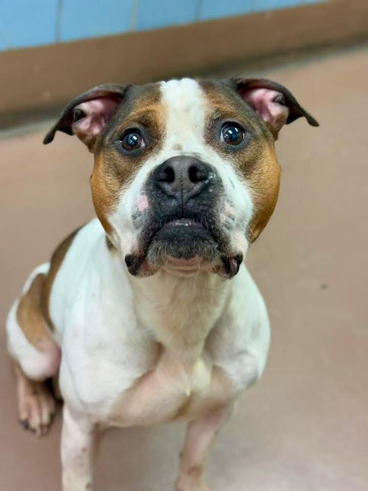 Enlarge Cornbread, a ADOPTABLE Pit Bull Terrier in Chicago, IL image 1/4