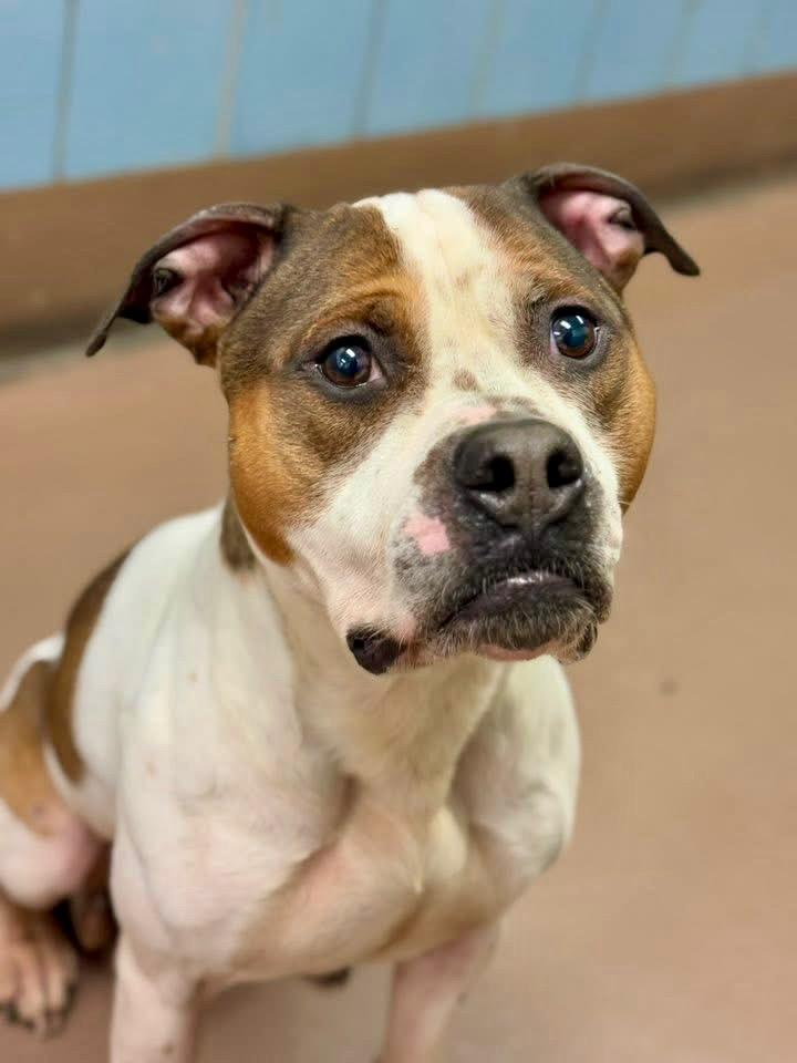 Enlarge Cornbread, a ADOPTABLE Pit Bull Terrier in Chicago, IL image 2/4