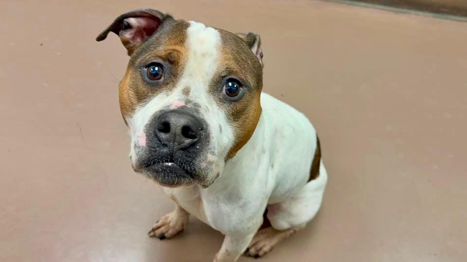 Enlarge Cornbread, a ADOPTABLE Pit Bull Terrier in Chicago, IL image 3/4