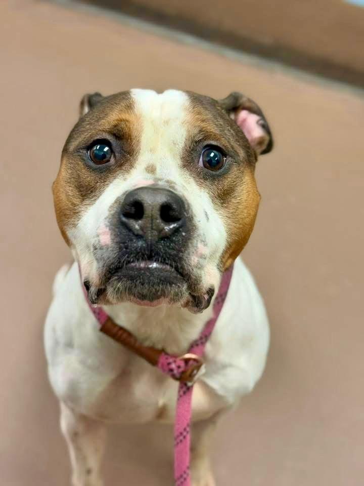 Enlarge Cornbread, a ADOPTABLE Pit Bull Terrier in Chicago, IL image 4/4