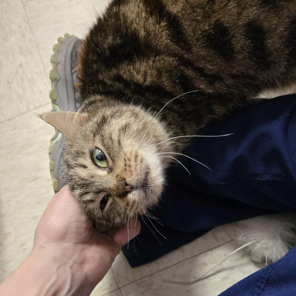 Beaver, Adoptable, Senior Female Domestic Short Hair.